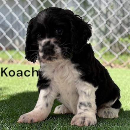 puppy, for, sale, Cocker Spaniel, Joe & Cherri  Overlease, dog, breeder, Miller, MO, dog-breeder, puppy-for-sale, forsale, nearby, find, puppyfind, locator, puppylocator, aca